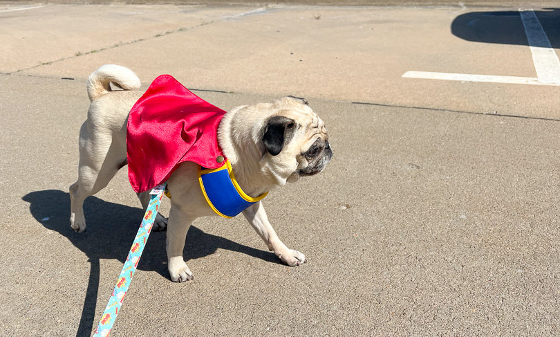 SuperDog Harness | Super Blue & Super Pink